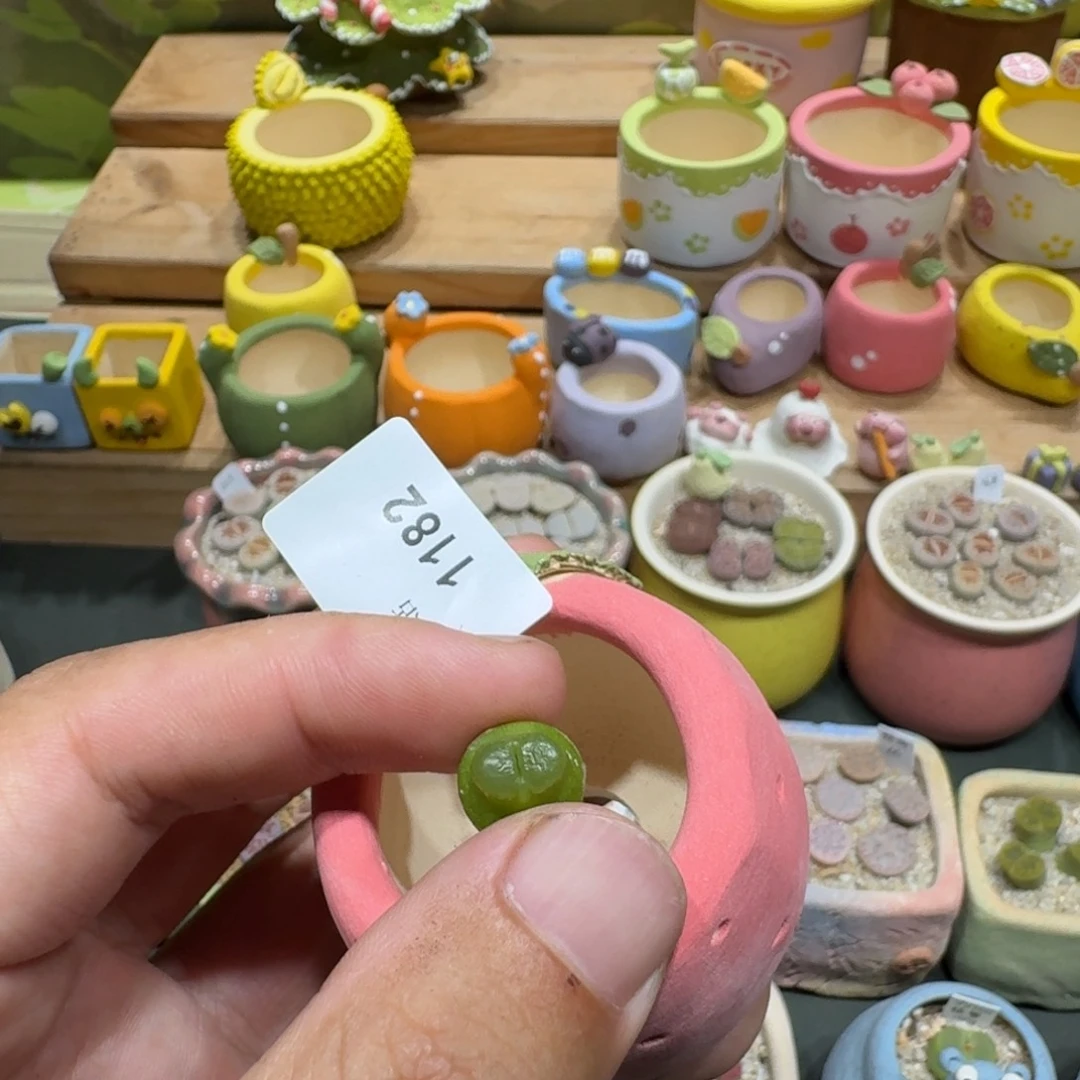 格***调蘑菇1182雪茄多肉植物