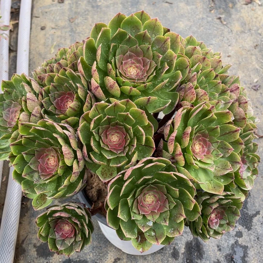 807糖心欧若拉精品法师多肉