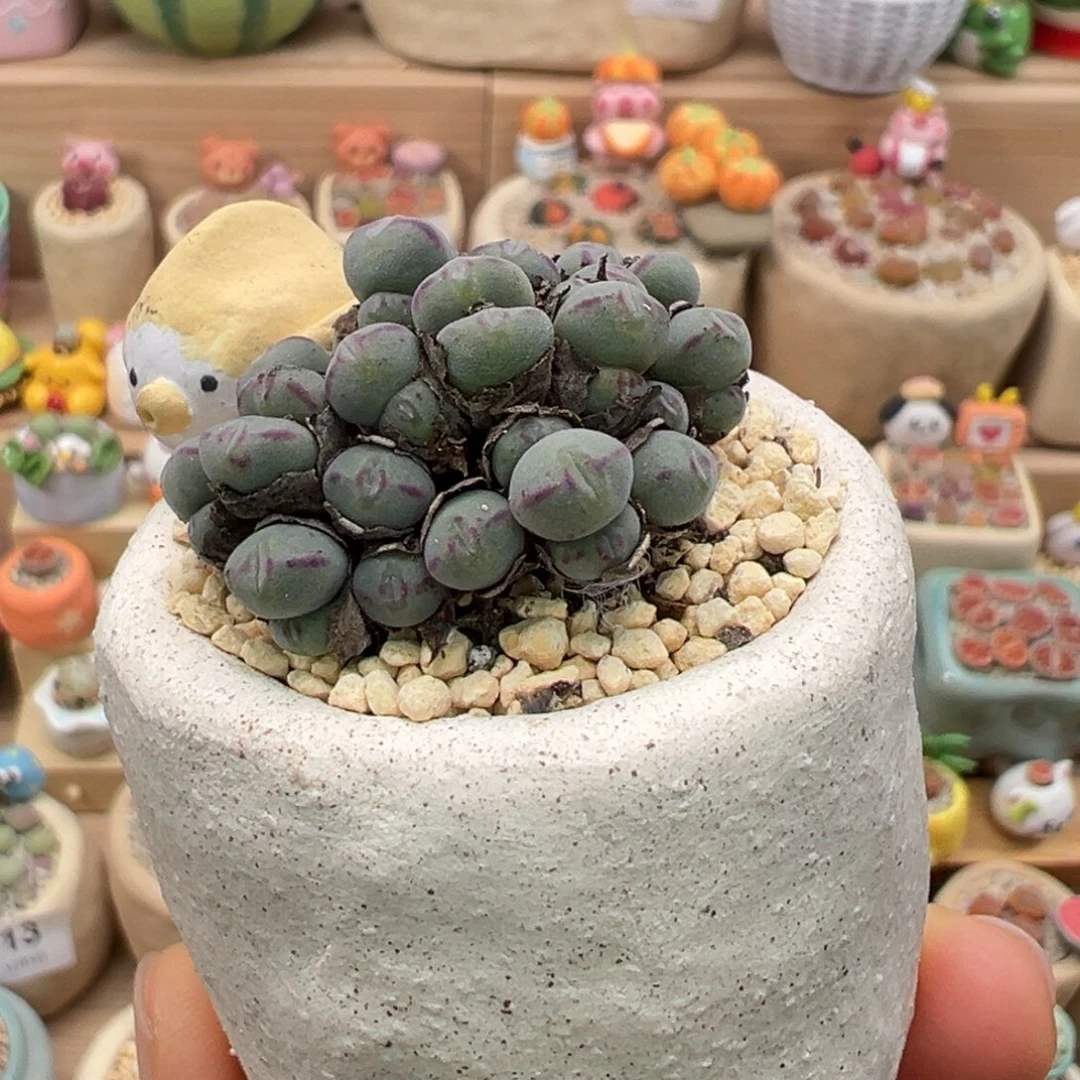 多肉植物54号群生