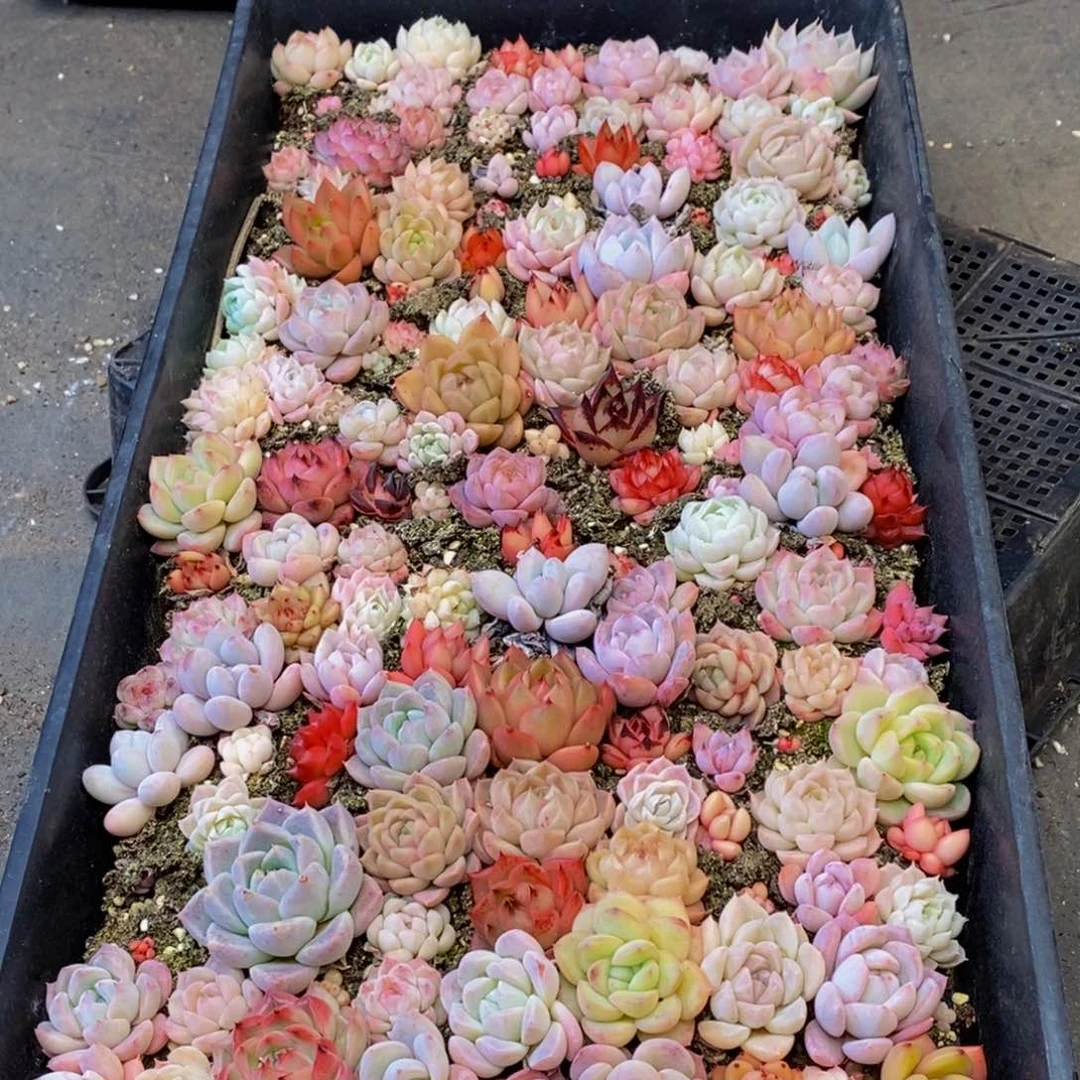 727多肉植物保护研究所所长助理