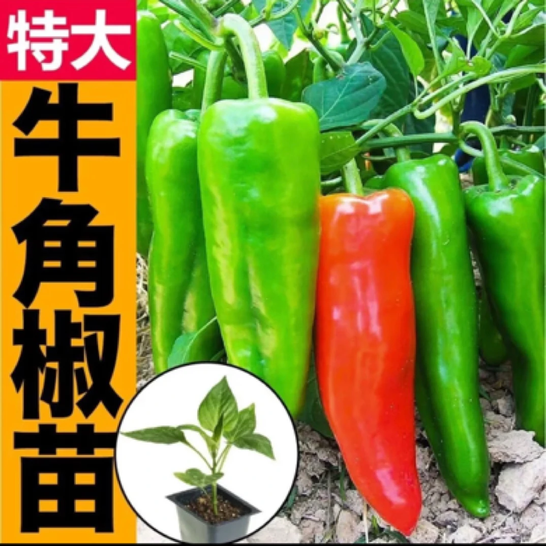 辣椒苗秧苗特大牛角椒青椒尖椒辣椒种苗高产春季蔬菜苗番茄种子苗