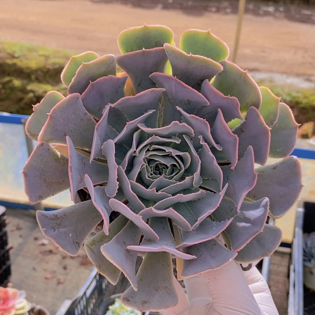 355天赐单头一物一拍