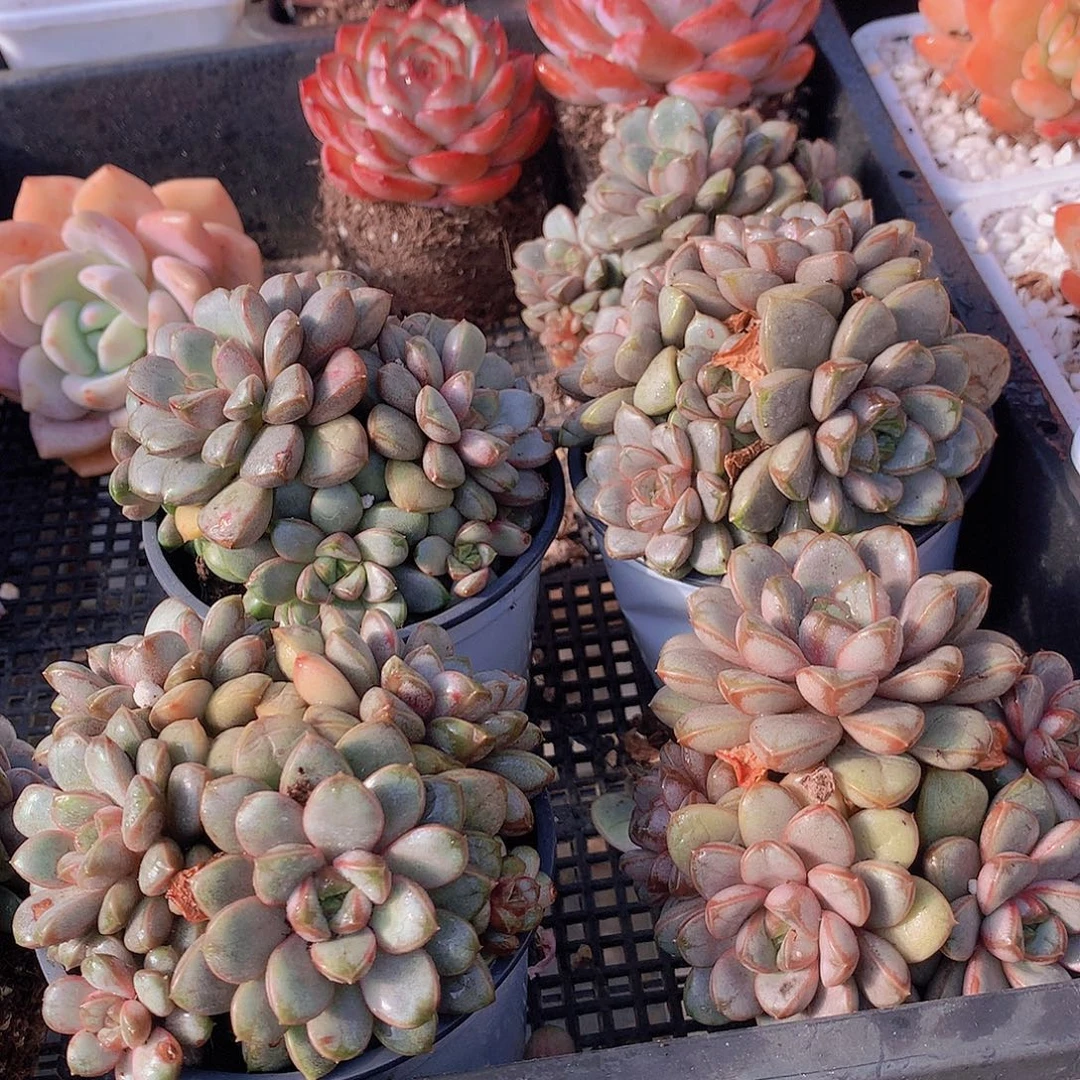 葡萄群34567899900000