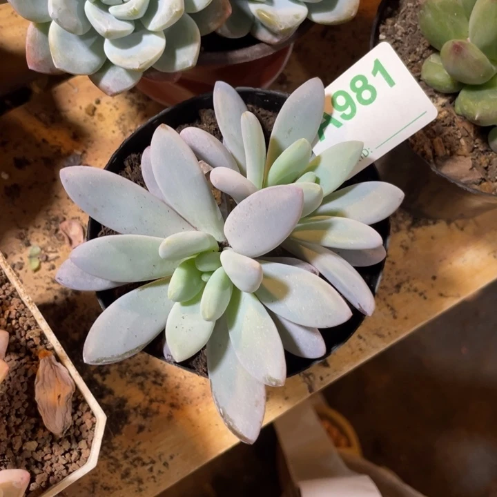981 满20包邮脱土发货