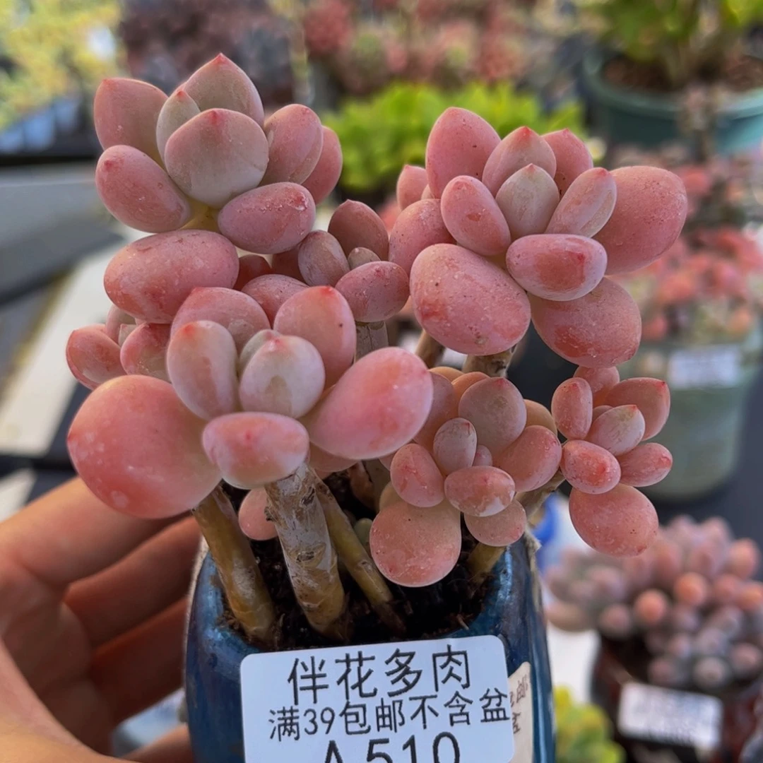 510-樱花洛神多肉7cm