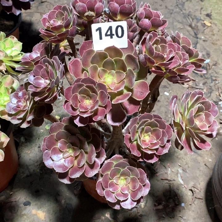 ?**?法师一物一拍140