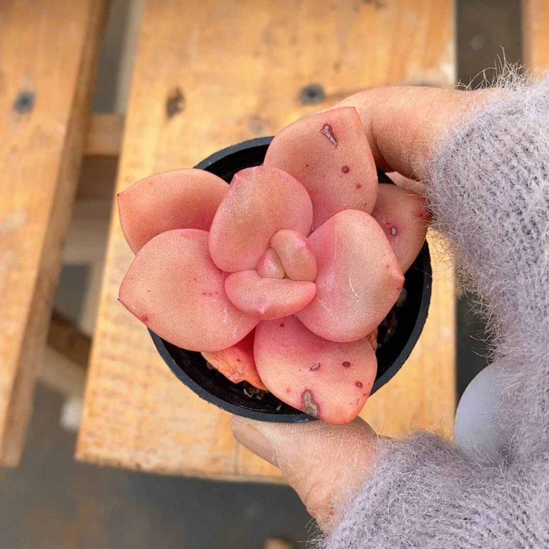 精品多肉一物一拍不包整184