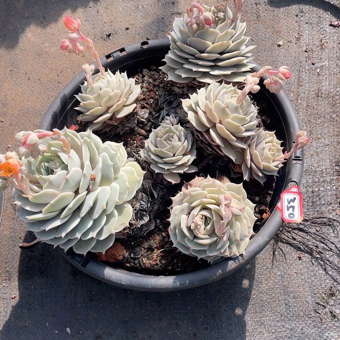 350露娜莲 一物一拍多肉