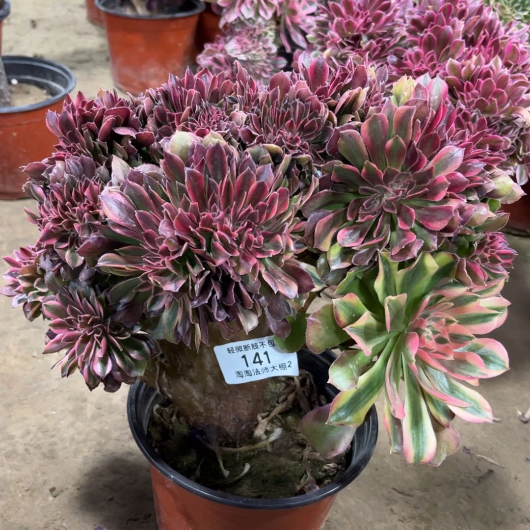 141雅典娜缀化多肉植物法师