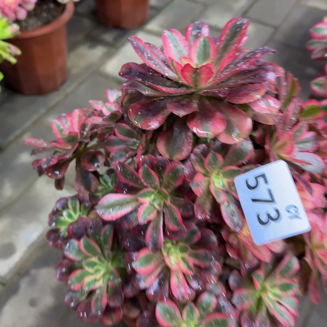 多肉植物573美杜莎