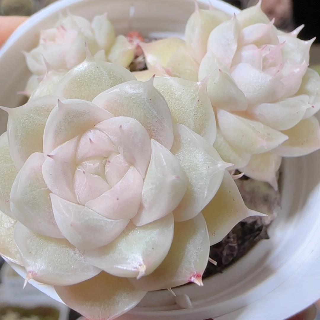 花语多肉1217-425散