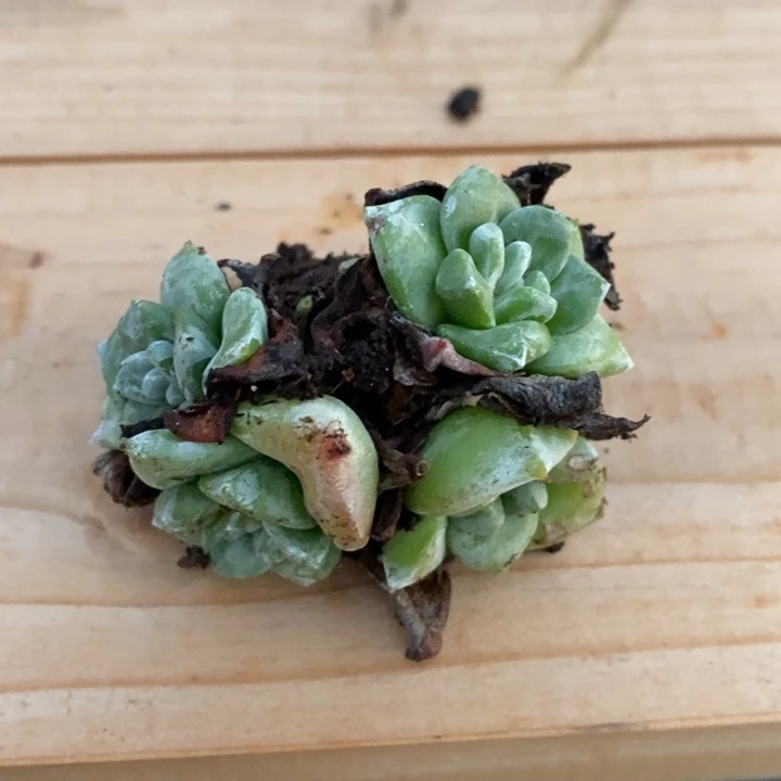 玫瑰叶苹果叶拇指杂，兮兮