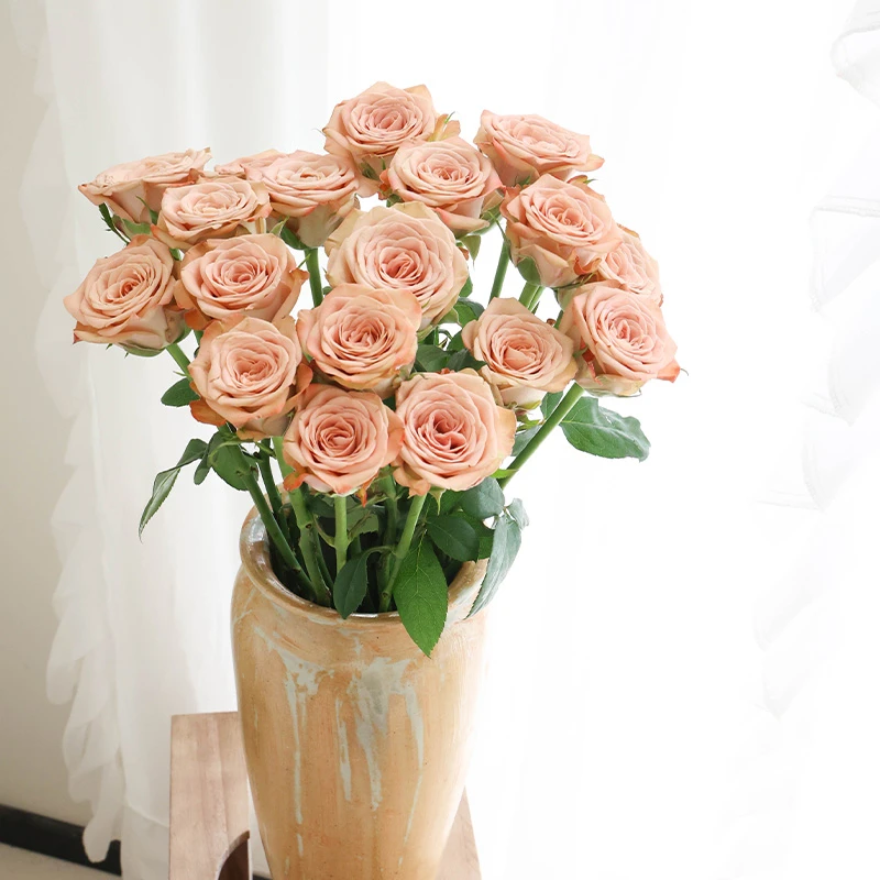 卡布奇诺玫瑰丨单头复古高级稀有色玫瑰 云南鲜花现采现发