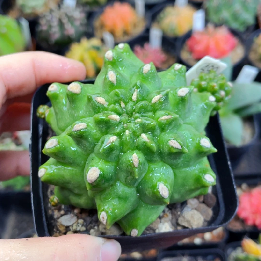 盆5公分满25包邮裸根发货
