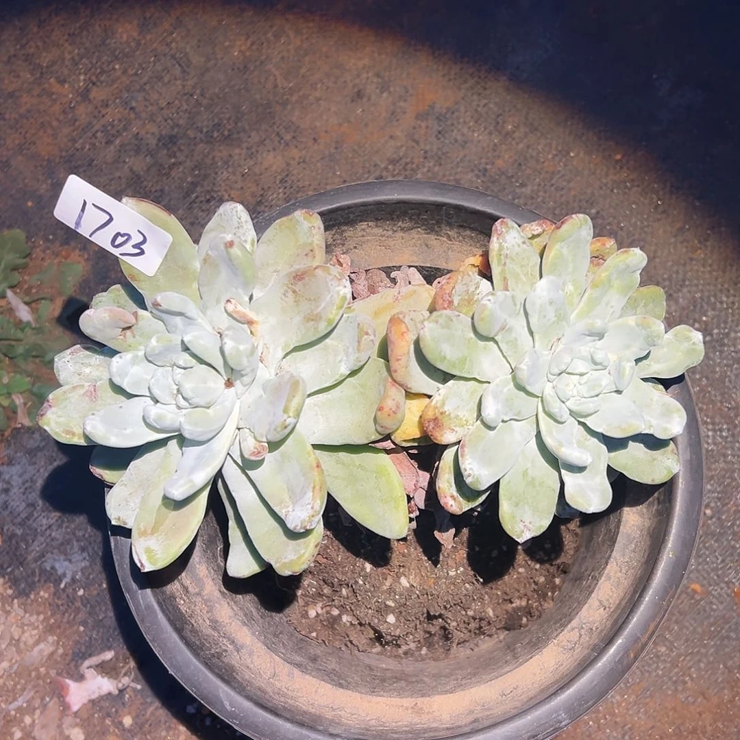 圆叶拇指帕奇飞徒仙女杯多肉