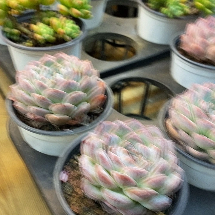 秘境冰魄福利多多