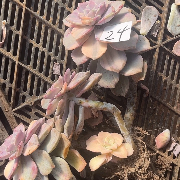 用***0紫乐景24号多肉植物