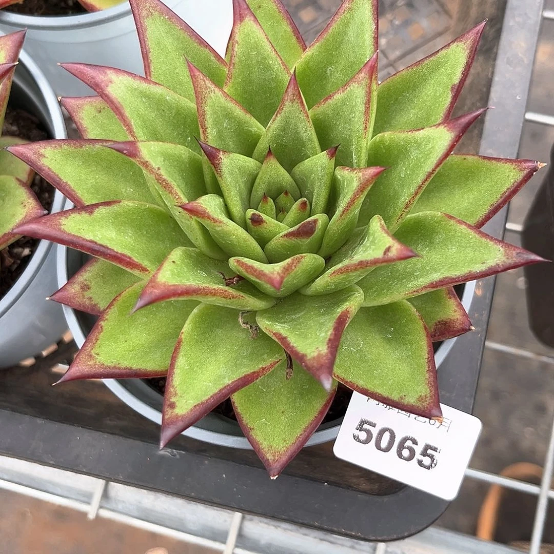 阿雅园艺。     5065口红