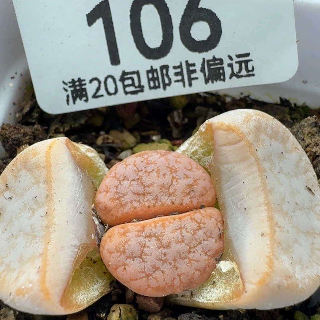 拿铁309A带盆土。
