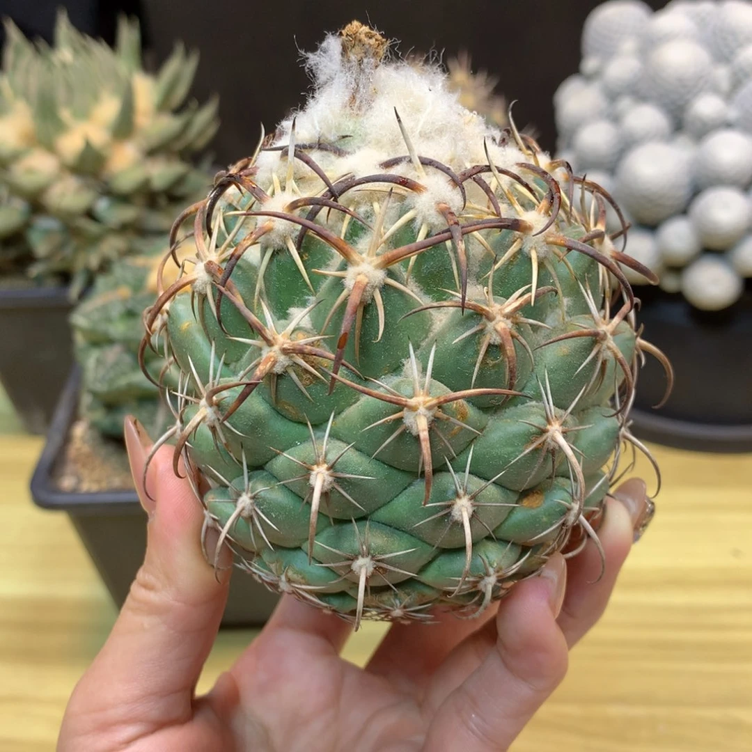 10号 自根 钢钉 整体9公分