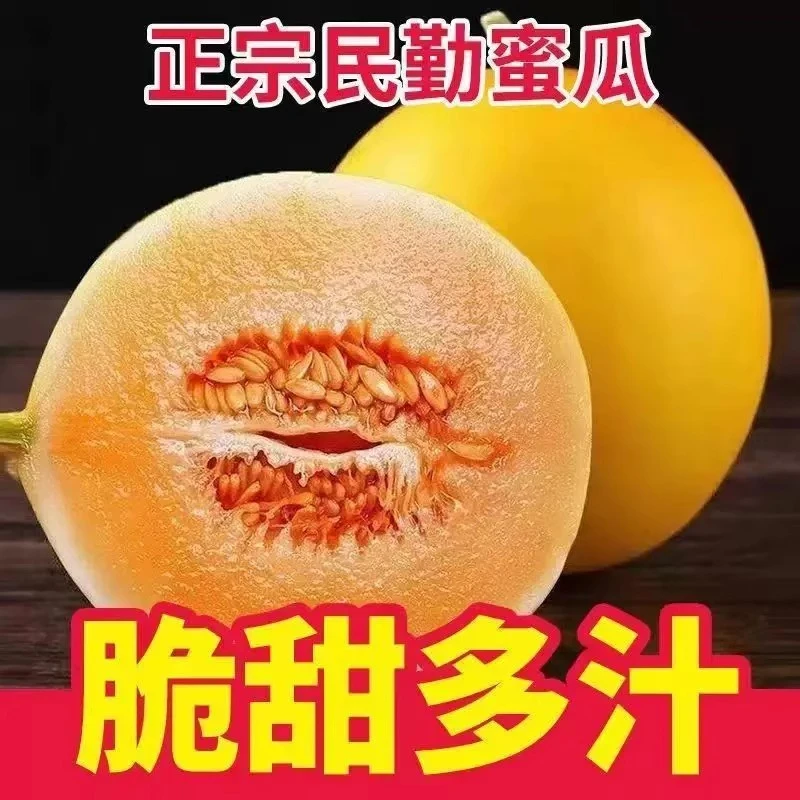 ZW正宗甘肃民勤沙漠蜜瓜红肉金红宝哈密瓜新鲜当季水果头茬金红宝