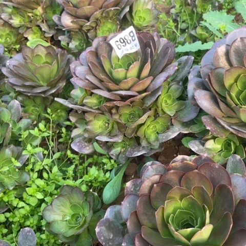 869枚金玫瑰不包断枝