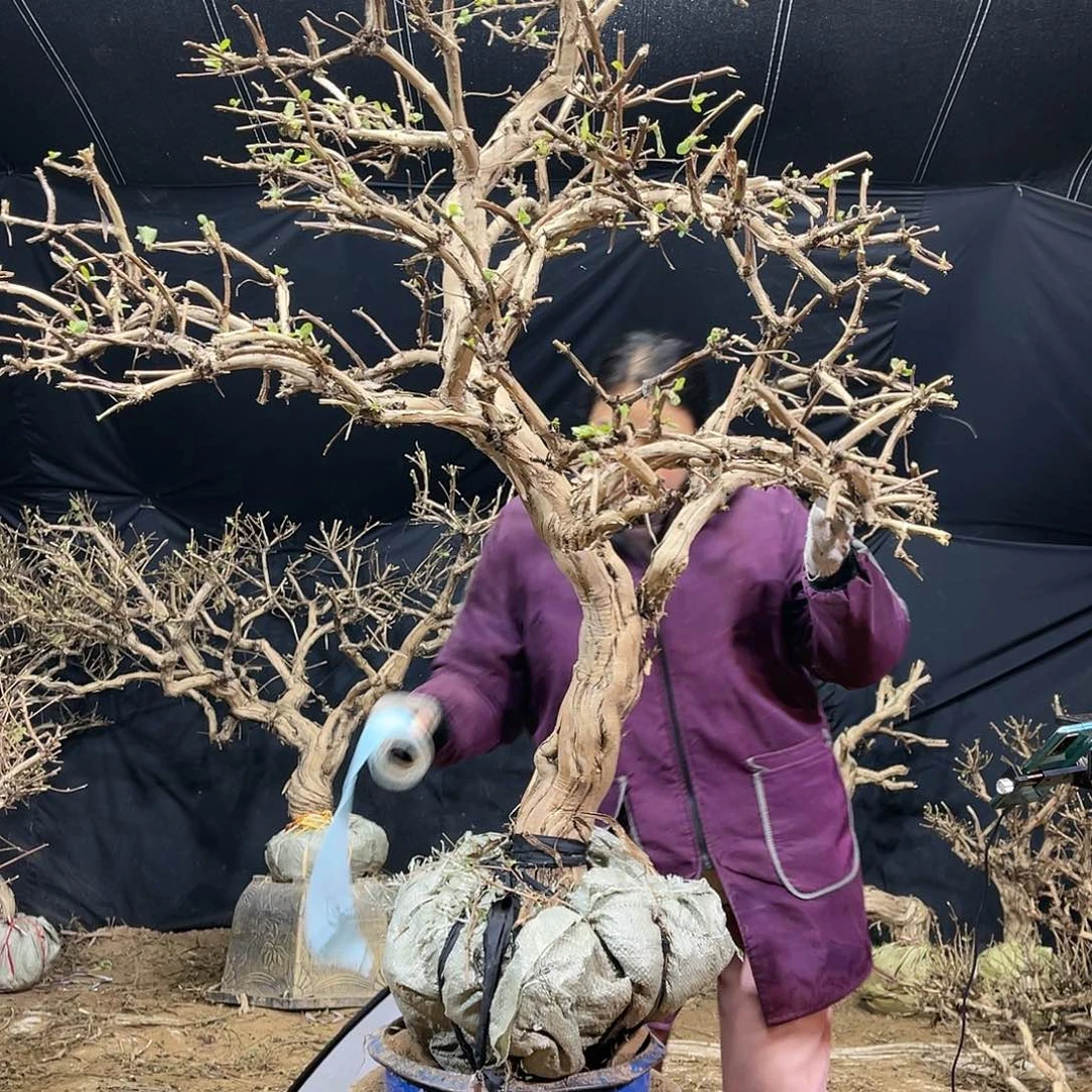 金银花的故事是一个人