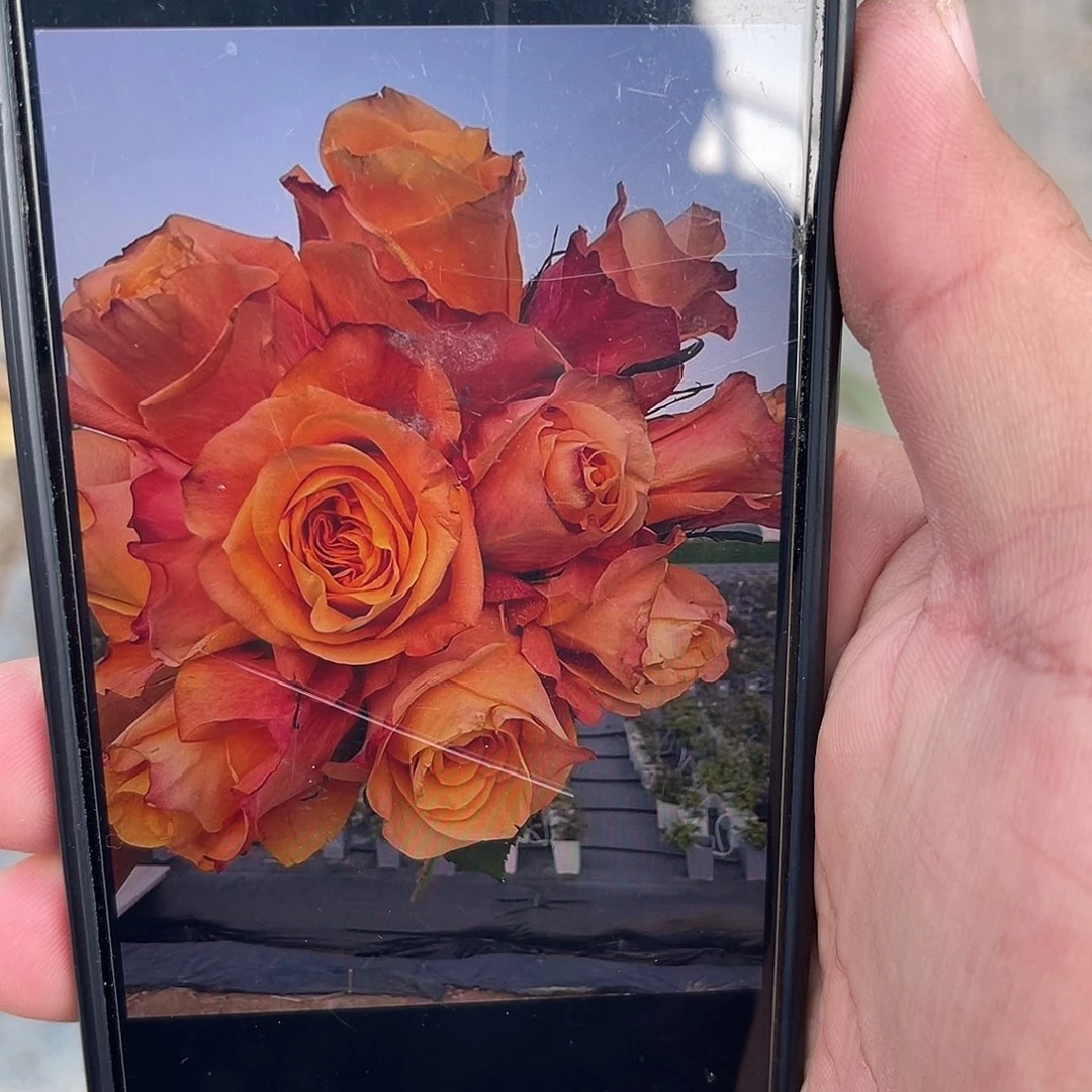 无花朵———娜迪亚 福利款