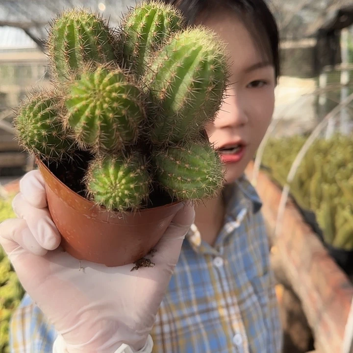 苏珊娜111111111111