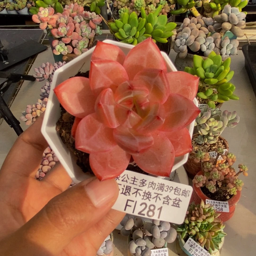281比翼鸟多肉5c m