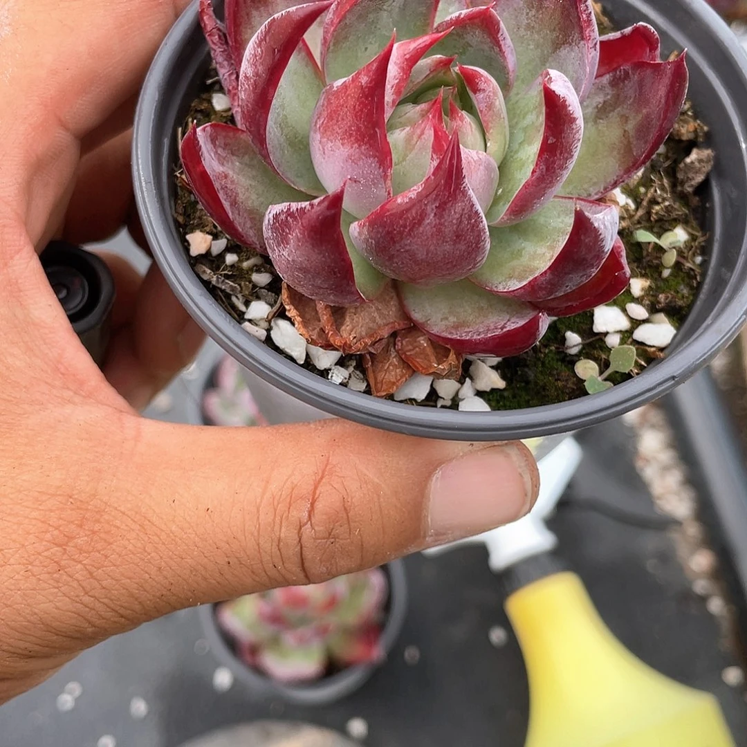 小课惊鸿仙子带盆发货