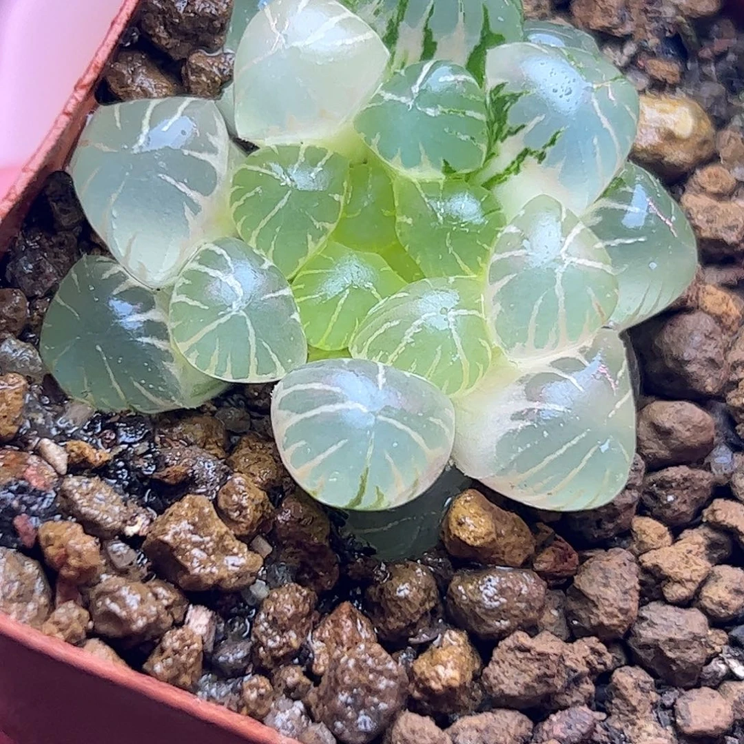 糊斑姬玉露锦十二卷