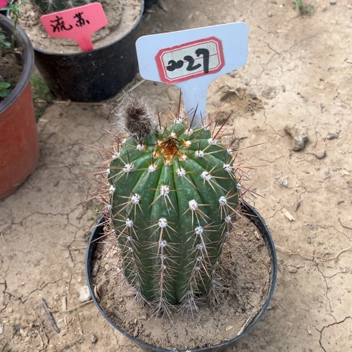 0027。毛花柱流苏有花苞