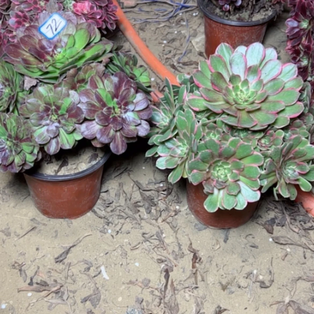 【闪购商品】两个72