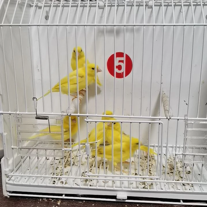 虎皮鹦鹉九****理蜡黄缺毛六只