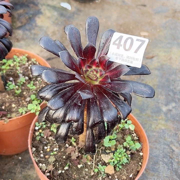 乌*407多肉植物墨法师中班