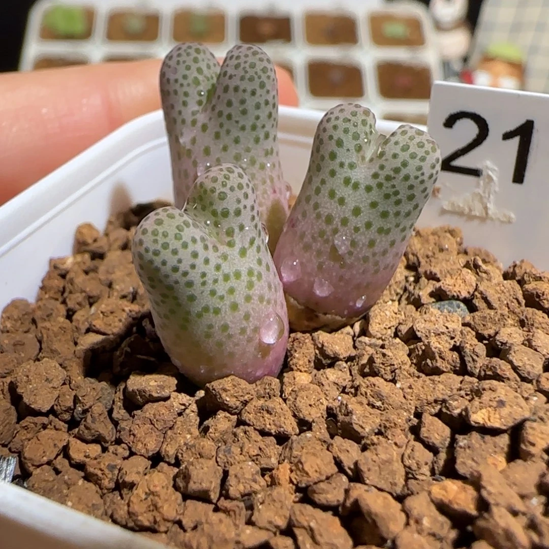 肉锥多肉植物组合-大型草莓斑点斑马母本1378