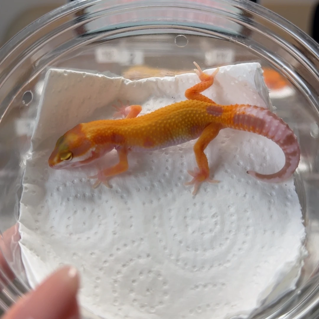 豹纹守宫暴龙母温