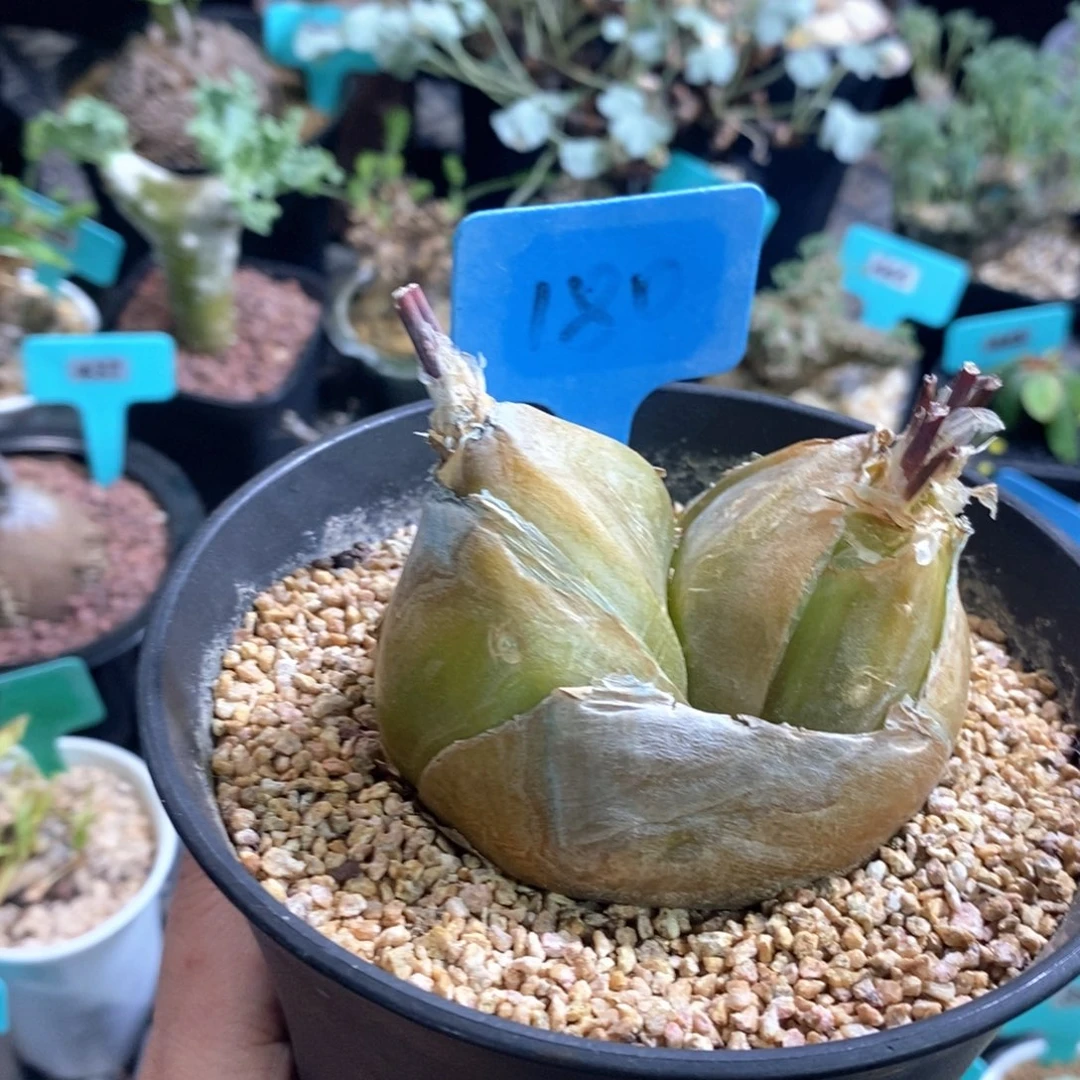 安哥拉苍角殿多肉植物
