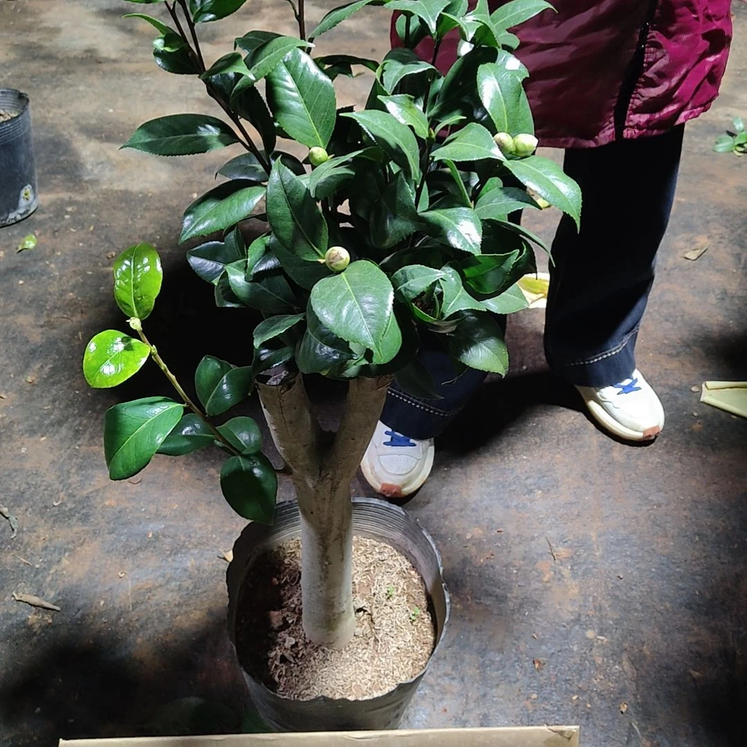 全部花苞失**鱼女郎茶花不包邮