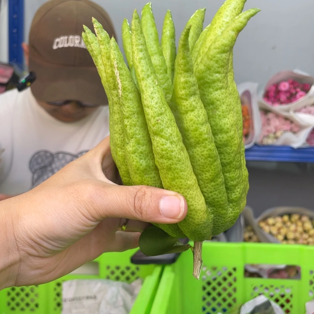 44号佛手1个两单包邮