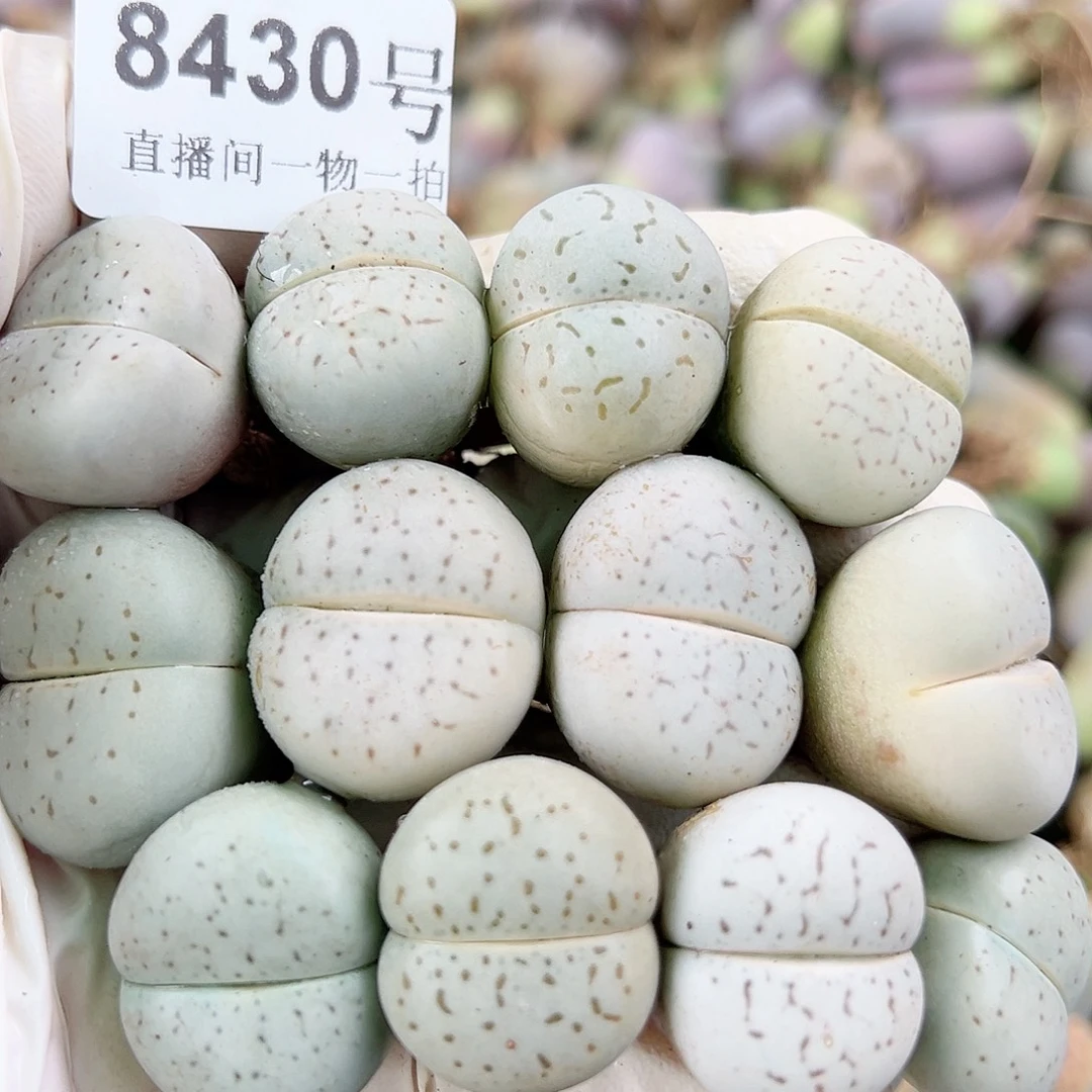 8430 好养易活生石花大母本12个2-2.5cm