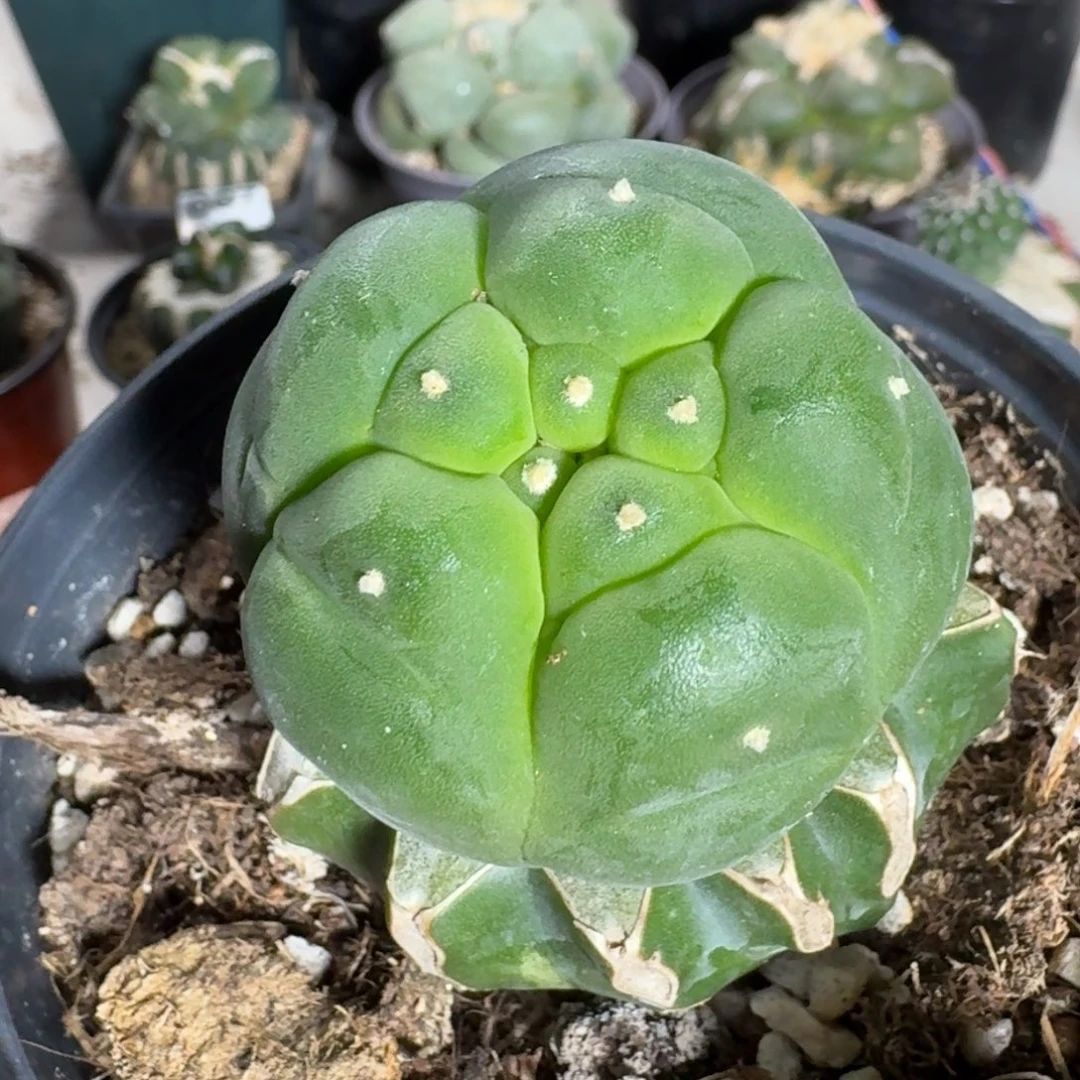 【闪购商品】大尤鲜855