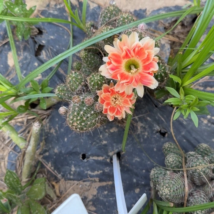 矮胖白檀490侧芽一个