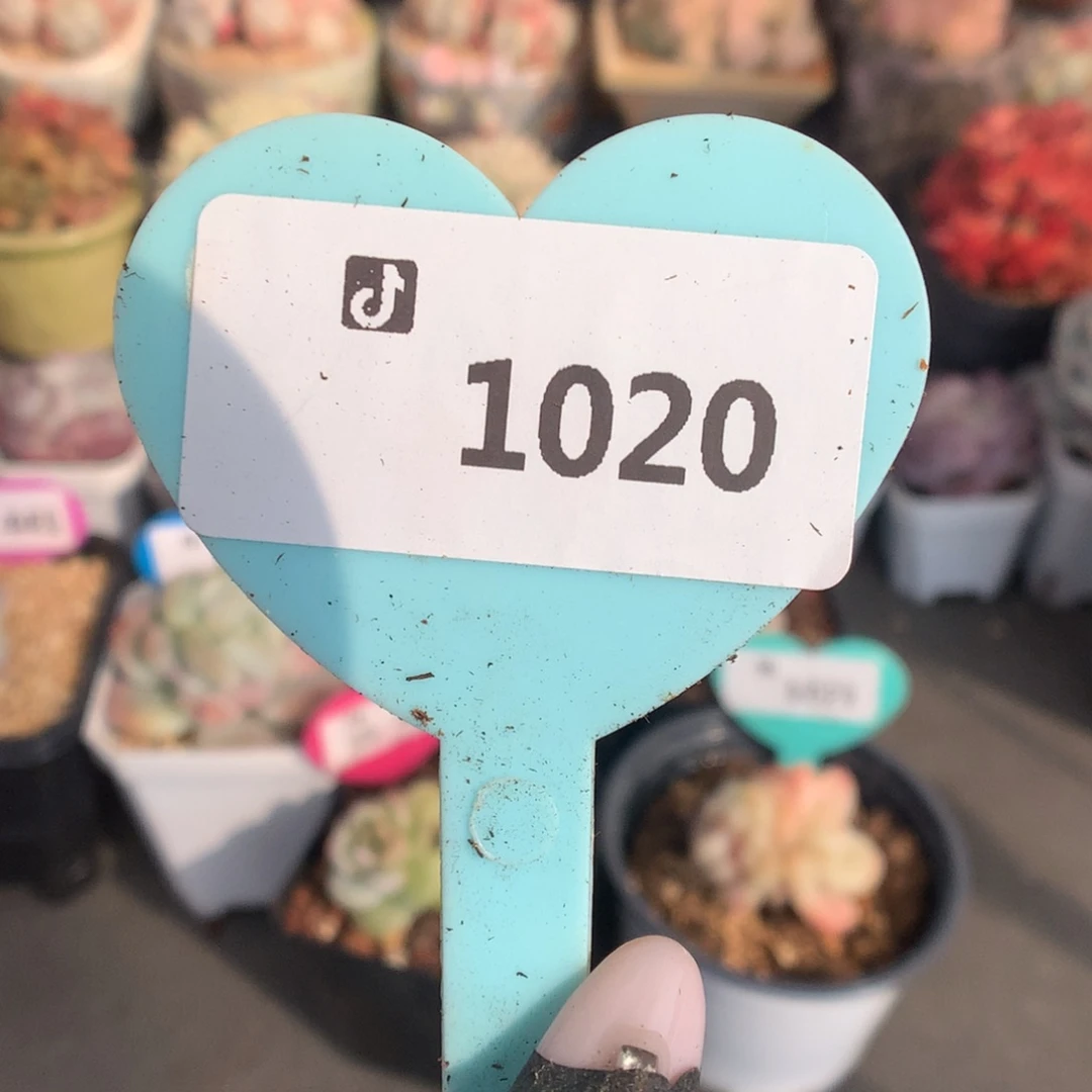 1020 冰玉石化盲盒拍