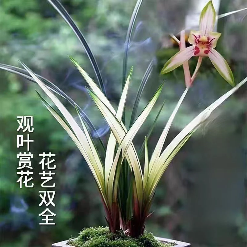 （高山春色）四季建兰复色花浓香好养红花室内盆栽
