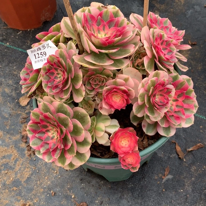 1259倾城多肉植物特价