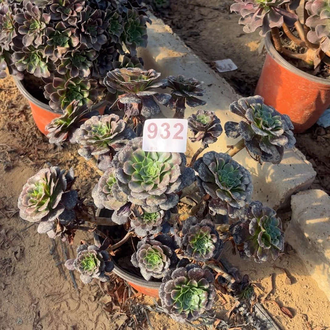 黑萝莉932不包断枝