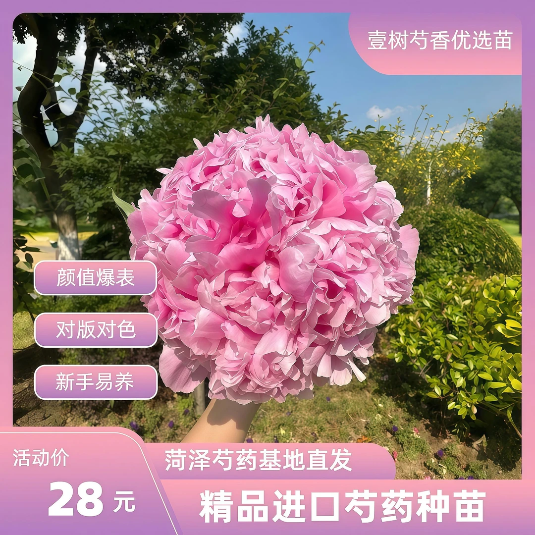 【新手易养易活】进口重瓣芍药花带芽种苗保对版对色菏泽基地直发