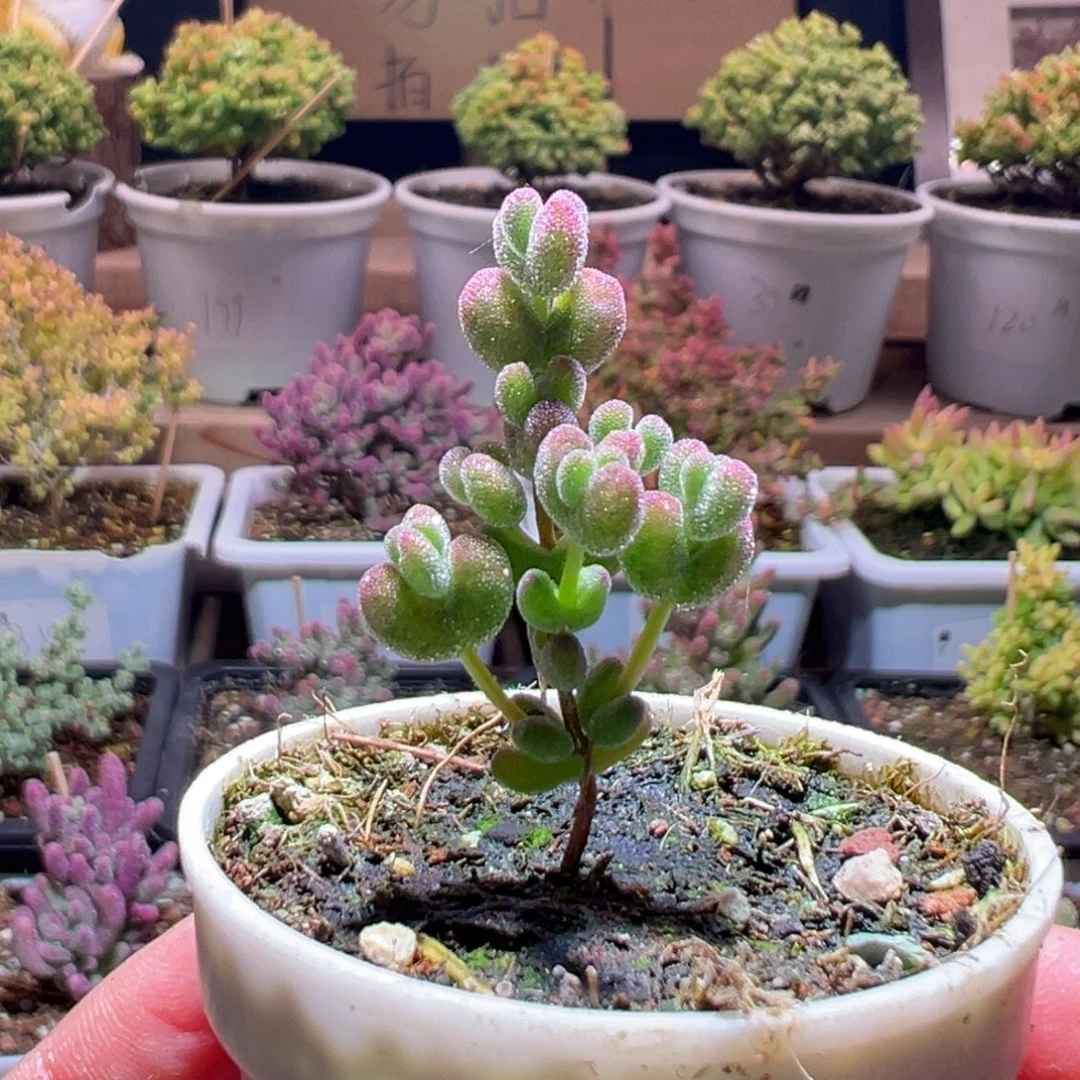 236莱斯糊斑锦一物一拍包开箱